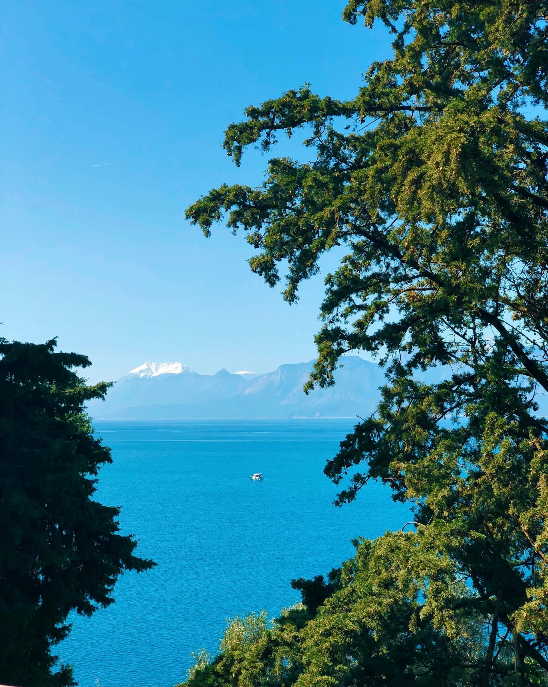 Coastal water and evergreen trees